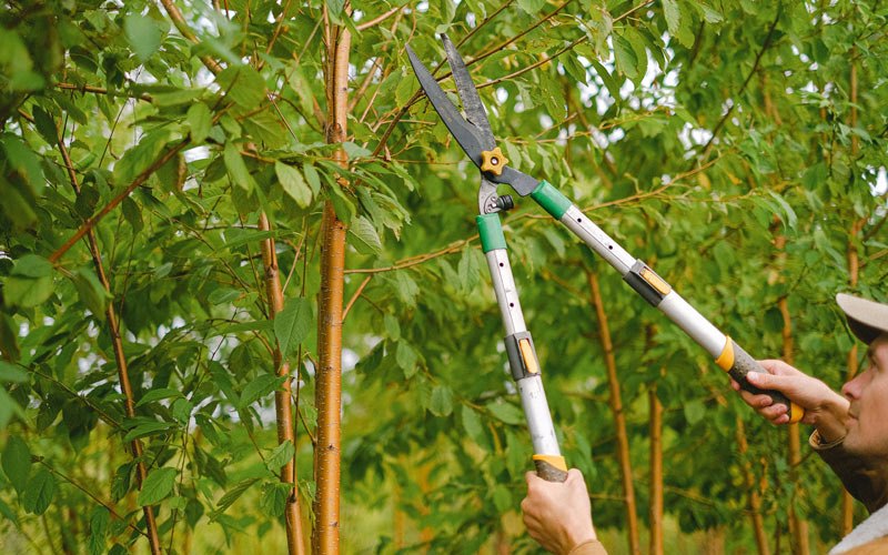 Tree trimming in Carrboro, NC