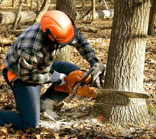 Tree Removal in Carrboro, NC